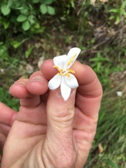 Philadelphus lewisii