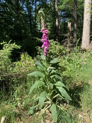 Digitalis purpurea