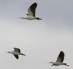 Recurvirostra andina