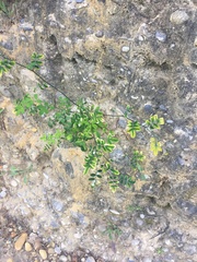 Hippocrepis emerus