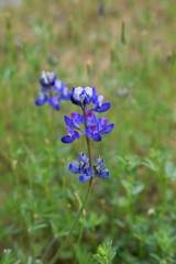 Lupinus bicolor microphyllus