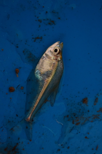 Roeboides affinis — Characidae — 3