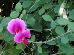 Lathyrus grandiflorus