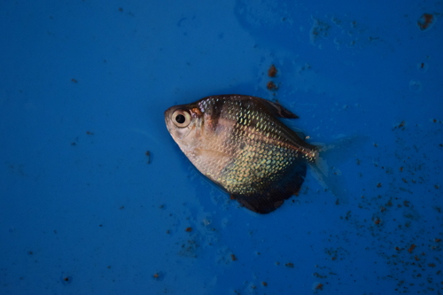 Black tetra (Gymnocorymbus ternetzi) — Characidae — 3