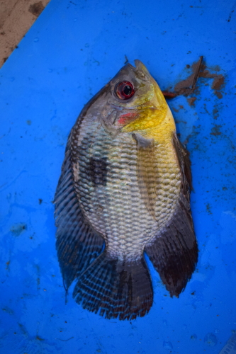 Southern filter cichlid (Chaetobranchopsis australis) — Cichlidae