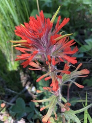 Castilleja hispida