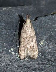 Dichomeris inversella