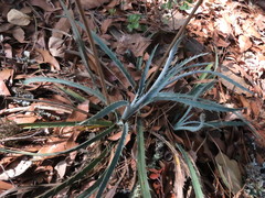 Eryngium longifolium