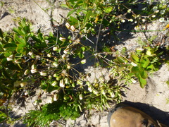 Pharnaceum lanatum