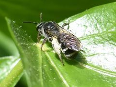Lasioglossum sexnotatum