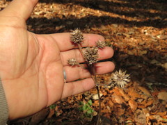 Eryngium longifolium