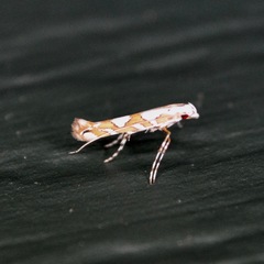 Acrocercops albinatella
