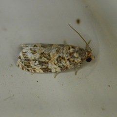 Phaecasiophora niveiguttana