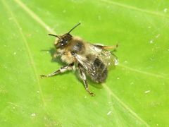 Anthophora furcata