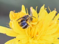 Lasioglossum leucozonium