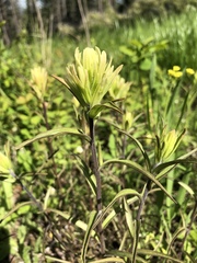Castilleja occidentalis