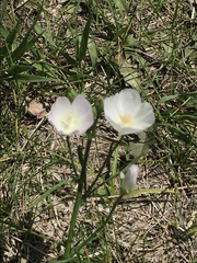 Callirhoe alcaeoides