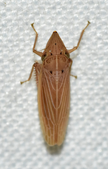Draeculacephala septemguttata