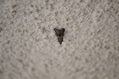 Alpheias transferens