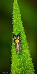 Grapholita angleseana