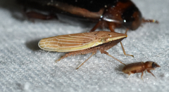 Draeculacephala septemguttata