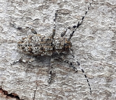 Aegomorphus clavipes