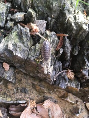 Oniscus asellus