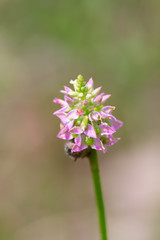 Polygala brevifolia