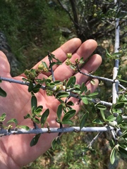 Ceanothus cuneatus cuneatus