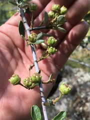 Ceanothus cuneatus cuneatus