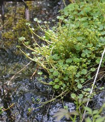 Chrysosplenium flagelliferum