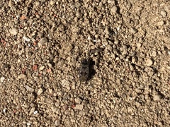 Rhyparochromini