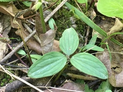 Trillium nivale