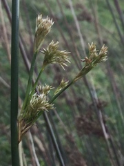 Juncus edgariae
