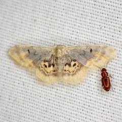 Idaea scintillularia