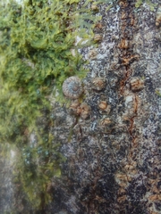 Xeroplexa intersecta