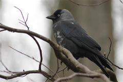Corvus monedula