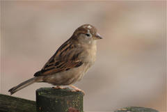 Passer domesticus
