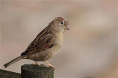 Passer domesticus