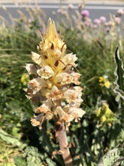 Orobanche picridis