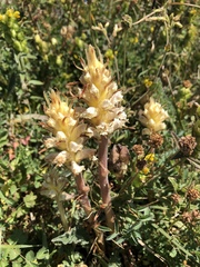 Orobanche picridis