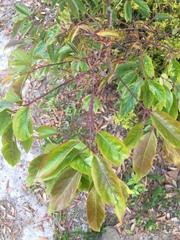 Diospyros virginiana