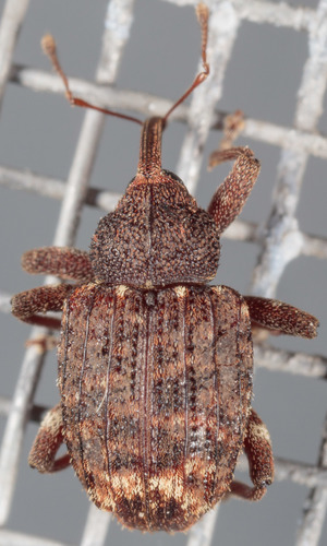 Oak Curculio photo 3