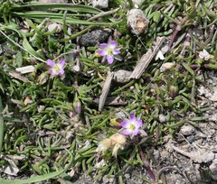 Spergularia