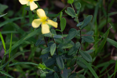 Hypericum crux-andreae