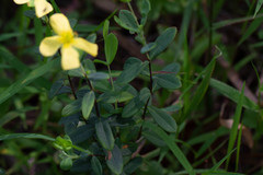 Hypericum crux-andreae