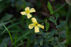 Hypericum crux-andreae