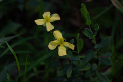 Hypericum crux-andreae