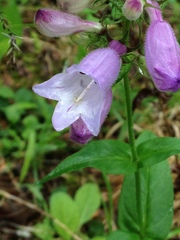 Penstemon calycosus