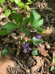Viola triloba